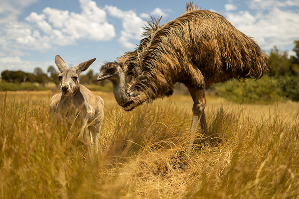Unique Wildlife